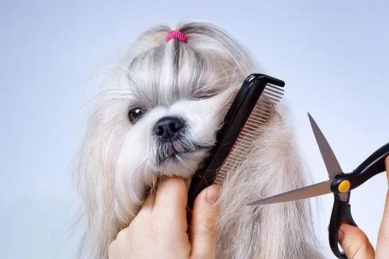 Reliable Grooming Care Options for Dogs in Westchase